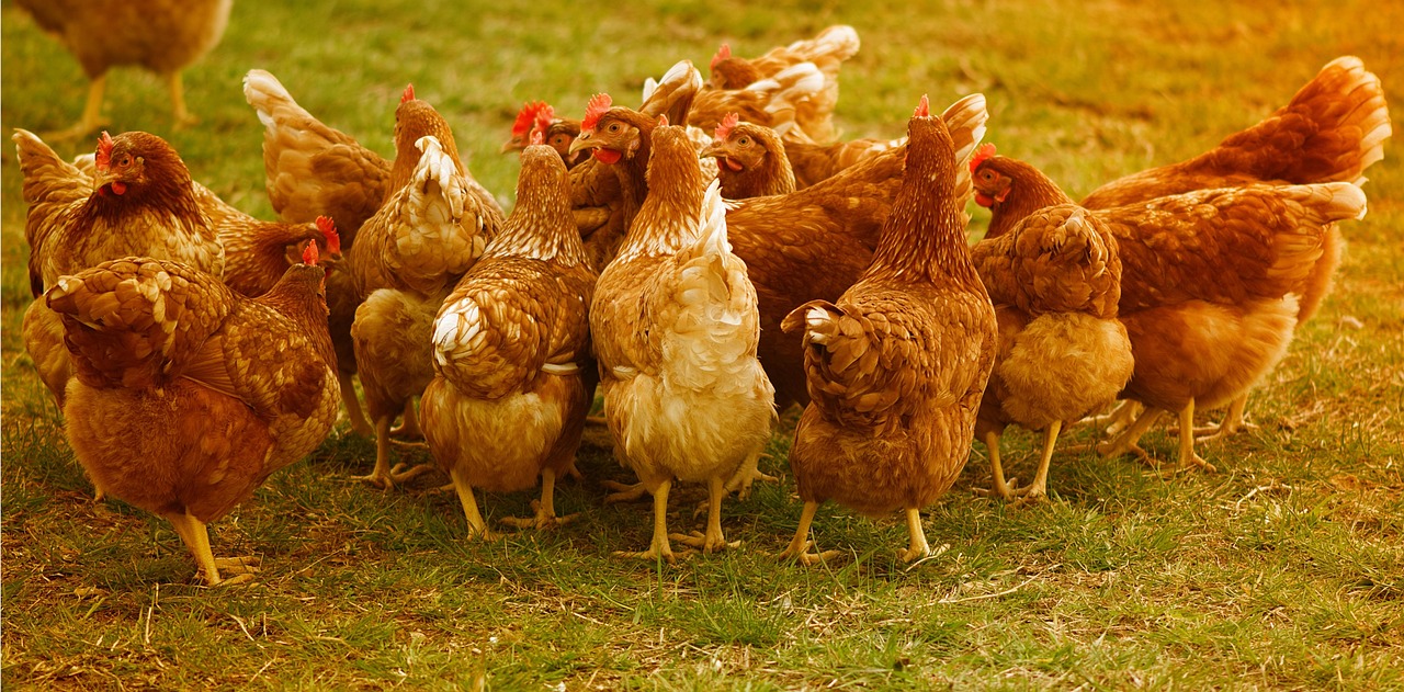 img_poulet